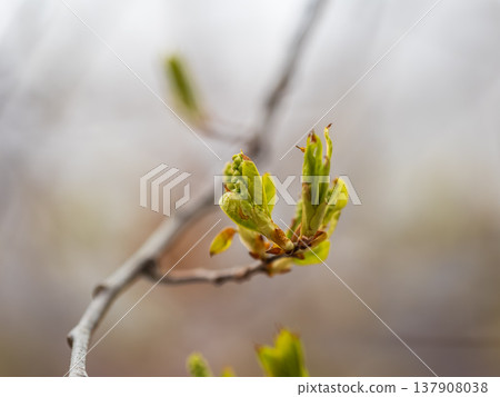 Green bushes with young leaves in the sunset Green bushes with young leaves in the sunset 137908038