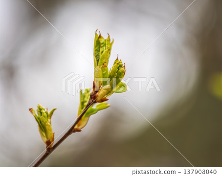 Green bushes with young leaves in the sunset Green bushes with young leaves in the sunset 137908040