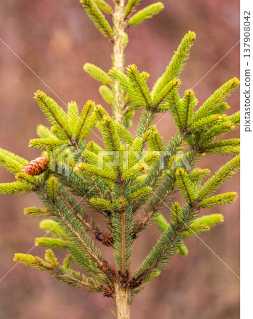 Closeup of fir branches with young buds. Spring nature concept. Fir branches with fresh shoots Closeup of fir branches with young buds. Spring nature concept. Fir branches with fresh shoots 137908042
