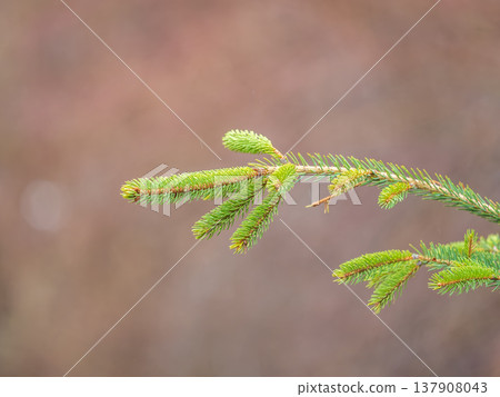 Closeup of fir branches with young buds. Spring nature concept. Fir branches with fresh shoots Closeup of fir branches with young buds. Spring nature concept. Fir branches with fresh shoots 137908043