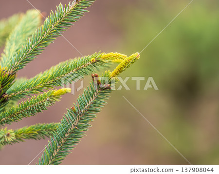 Closeup of fir branches with young buds. Spring nature concept. Fir branches with fresh shoots Closeup of fir branches with young buds. Spring nature concept. Fir branches with fresh shoots 137908044