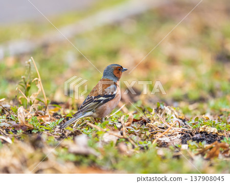 Common chaffinch, Fringilla coelebs, sits on a green lawn in spring. Common chaffinch in wildlife. Common chaffinch, Fringilla coelebs, sits on a green lawn in spring. Common chaffinch in wildlife. 137908045