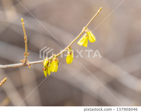Forsythia. Blooming forsythia bush. Yellow flower on a branch of forsythia. 137908046