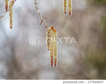Backlit cluster of female European aspen or Quaking Aspen, Populus tremuloides, catkins, under the soft spring sun 137908047