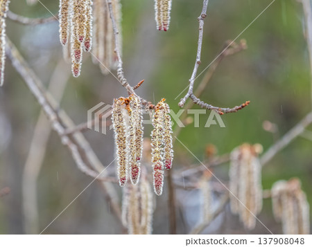 Backlit cluster of female European aspen or Quaking Aspen, Populus tremuloides, catkins, under the soft spring sun 137908048