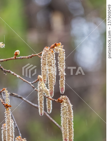 Backlit cluster of female European aspen or Quaking Aspen, Populus tremuloides, catkins, under the soft spring sun 137908049