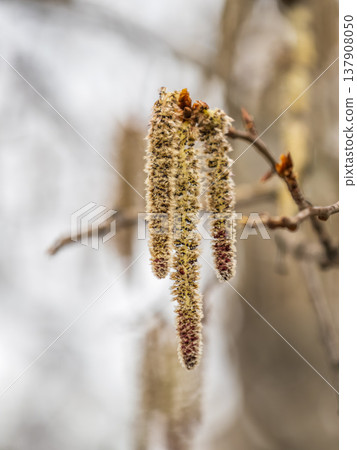 Backlit cluster of female European aspen or Quaking Aspen, Populus tremuloides, catkins, under the soft spring sun 137908050