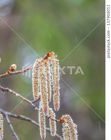Backlit cluster of female European aspen or Quaking Aspen, Populus tremuloides, catkins, under the soft spring sun Backlit cluster of female European aspen or Quaking Aspen, Populus tremuloides, catkins, under the soft spring sun 137908051
