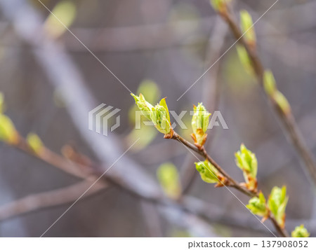 Green bushes with young leaves in the sunset 137908052