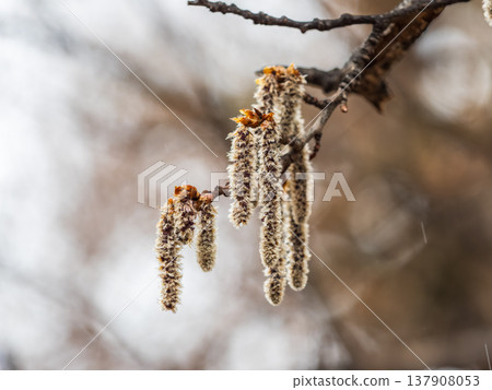 Backlit cluster of female European aspen or Quaking Aspen, Populus tremuloides, catkins, under the soft spring sun 137908053
