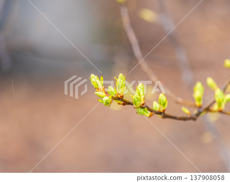 Green bushes with young leaves in the sunset Green bushes with young leaves in the sunset 137908058