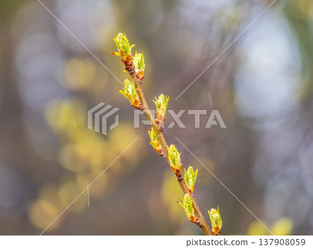 Green bushes with young leaves in the sunset 137908059
