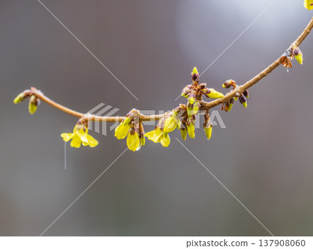 Forsythia with rain drops. Blooming forsythia bush. Yellow flower on a branch of forsythia. 137908060