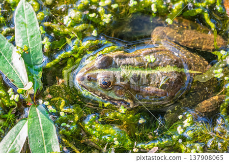 A large green frog sits in the marsh. 137908065