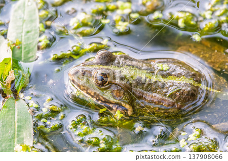 A large green frog sits in the marsh. A large green frog sits in the marsh. 137908066