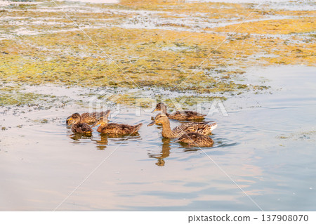 A family of ducks, a duck and its little ducklings are swimming in the water. The duck takes care of its newborn ducklings. Mallard, lat. Anas platyrhynchos 137908070