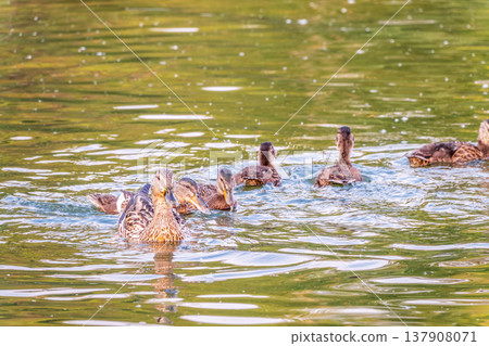 A family of ducks, a duck and its little ducklings are swimming in the water. The duck takes care of its newborn ducklings. Mallard, lat. Anas platyrhynchos A family of ducks, a duck and its little ducklings are swimming in the water. The duck takes care of its newborn ducklings. Mallard, lat. Anas platyrhynchos 137908071