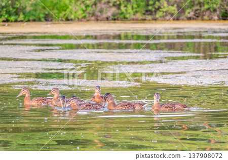 A family of ducks, a duck and its little ducklings are swimming in the water. The duck takes care of its newborn ducklings. Mallard, lat. Anas platyrhynchos 137908072