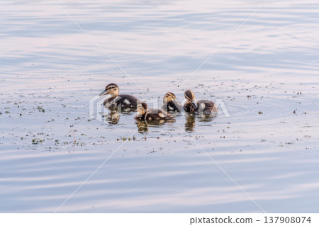 Cute little duckling swimming alone in a lake or river with calm water Cute little duckling swimming alone in a lake or river with calm water 137908074