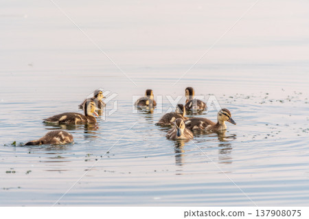 Cute little duckling swimming alone in a lake or river with calm water Cute little duckling swimming alone in a lake or river with calm water 137908075