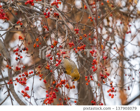Pine Grosbeak Female Eating Red Berries in Winter Pine Grosbeak Female Eating Red Berries in Winter 137908079