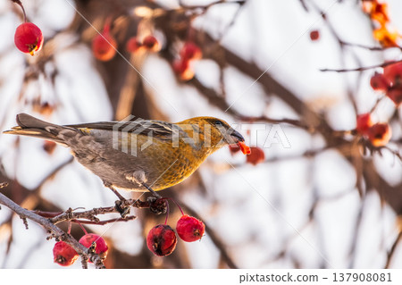 Pine Grosbeak Female Eating Red Berries in Winter 137908081