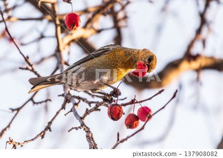 Pine Grosbeak Female Eating Red Berries in Winter 137908082