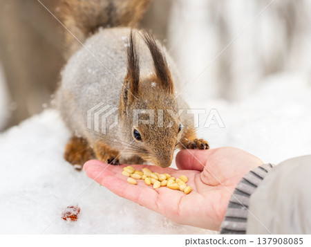 Squirrel eats nuts from a man's hand. Caring for animals in winter or autumn. Squirrel eats nuts from a man's hand. Caring for animals in winter or autumn. 137908085
