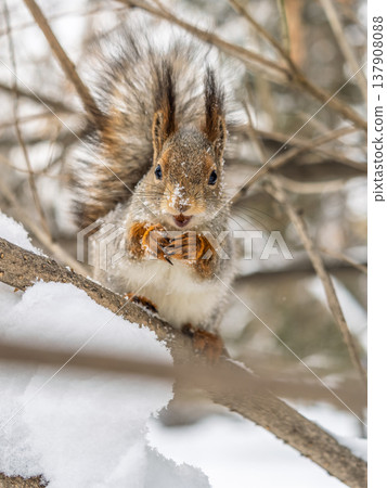 Portrait of a squirrel on a tree trunk 137908088