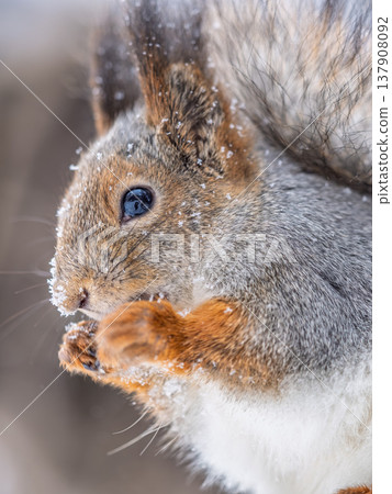 The squirrel with nut sits on tree in the winter or late autumn The squirrel with nut sits on tree in the winter or late autumn 137908092