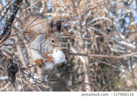 Portrait of a squirrel on a tree trunk Portrait of a squirrel on a tree trunk 137908116