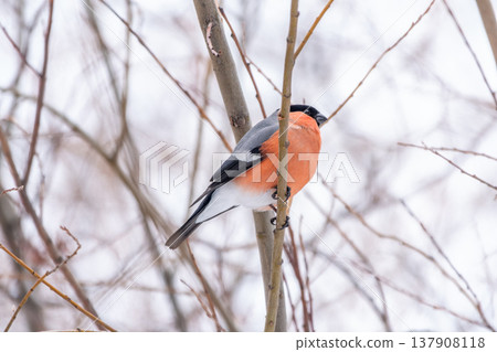 Bullfinch, pyrrhula pyrrhula, sitting on a branch without leaves in the autumn or winter. Bullfinch, pyrrhula pyrrhula, sitting on a branch without leaves in the autumn or winter. 137908118