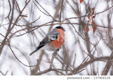 Bullfinch, pyrrhula pyrrhula, sitting on a branch without leaves in the autumn or winter. 137908126