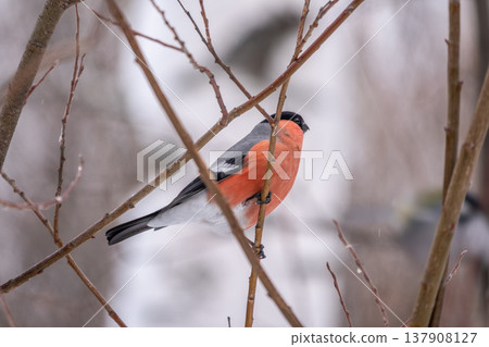 Bullfinch, pyrrhula pyrrhula, sitting on a branch without leaves in the autumn or winter. Bullfinch, pyrrhula pyrrhula, sitting on a branch without leaves in the autumn or winter. 137908127