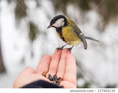 A tit sits on a man's hand and eats seeds. A tit sits on a man's hand and eats seeds. 137908130