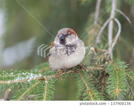 Sparrow sits on a fir branch with snow in winter Sparrow sits on a fir branch with snow in winter 137908136