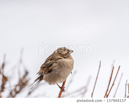 Sparrow sits on a branch without leaves. 137908137