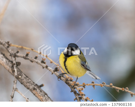 Cute bird Great tit, songbird sitting on a branch without leaves in the autumn or winter. 137908138