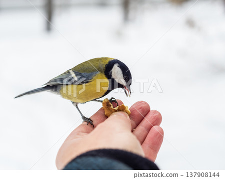 A tit sits on a man's hand and eats seeds. A tit sits on a man's hand and eats seeds. 137908144