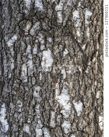The texture of the birch bark. The texture of the birch bark. 137908151