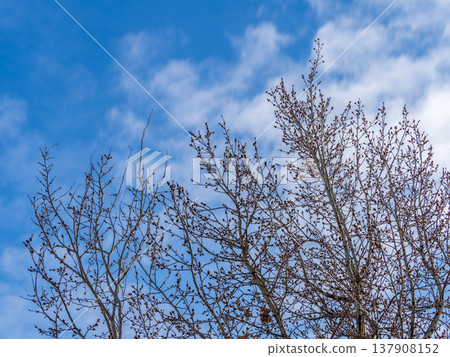 poplar branches, covered with buds against the blue sky 137908152