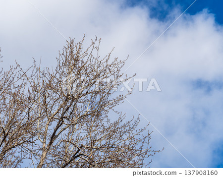 poplar branches, covered with buds against the blue sky 137908160