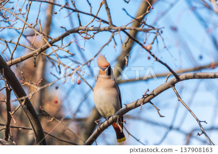 Bohemian Waxwing, Bombycilla garrulus, sitting on the bush and feeding on wild red apples in winter or early spring time. Bohemian Waxwing, Bombycilla garrulus, sitting on the bush and feeding on wild red apples in winter or early spring time. 137908163