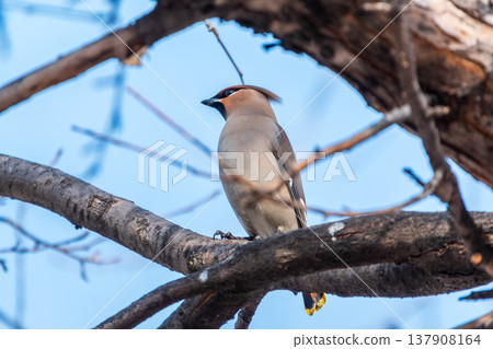 Bohemian Waxwing, Bombycilla garrulus, sitting on the bush and feeding on wild red apples in winter or early spring time. 137908164