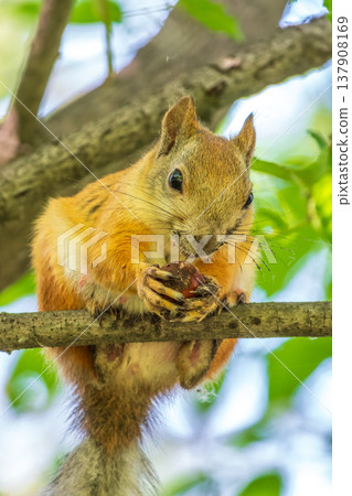 Portrait of a squirrel on a tree trunk 137908169