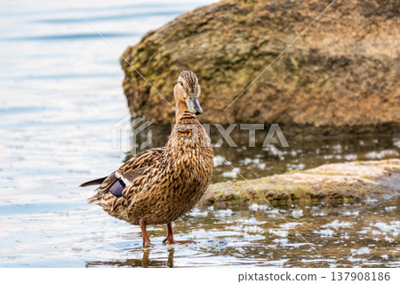 A duck female stands on its paws on the green shore of a pond. A duck female stands on its paws on the green shore of a pond. 137908186