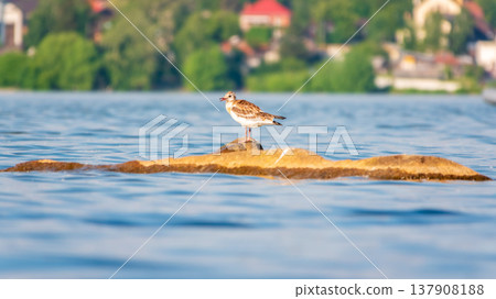 Black-headed gull, lat. Chroicocephalus ridibundus, sits on the river shore 137908188