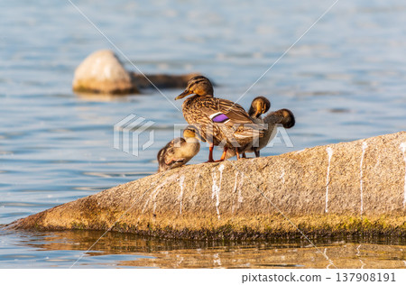 Adult duck with many ducklings sits on green shore of pond 137908191