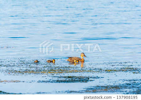 A family of ducks, a duck and its little ducklings are swimming in the water. The duck takes care of its newborn ducklings. Mallard, lat. Anas platyrhynchos A family of ducks, a duck and its little ducklings are swimming in the water. The duck takes care of its newborn ducklings. Mallard, lat. Anas platyrhynchos 137908195