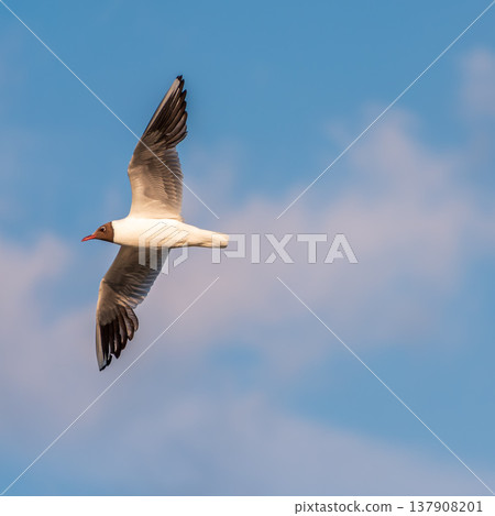 Beautiful Black Headed Gull, in elegant flight over blue water Beautiful Black Headed Gull, in elegant flight over blue water 137908201